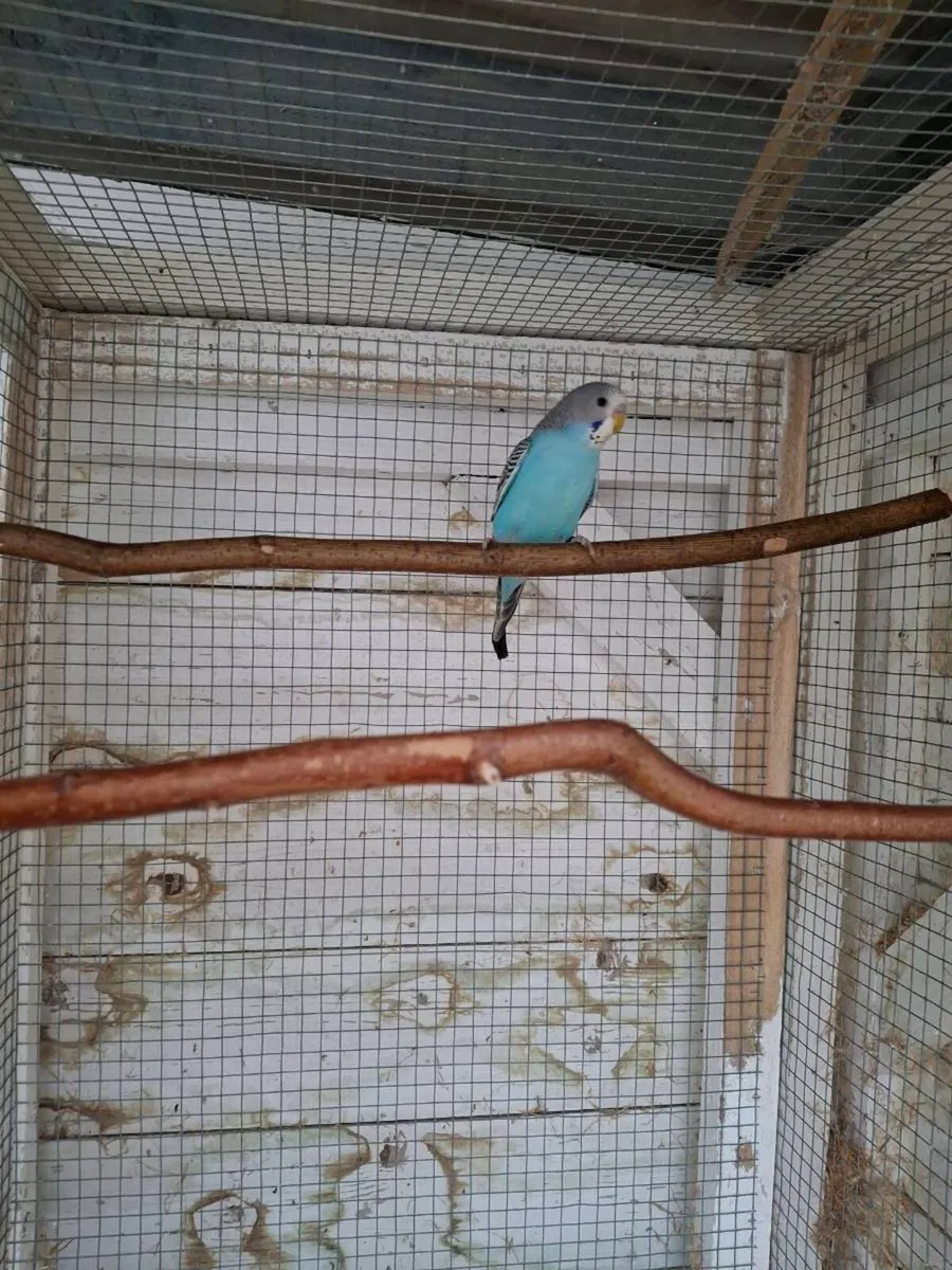Budgies - Image 2