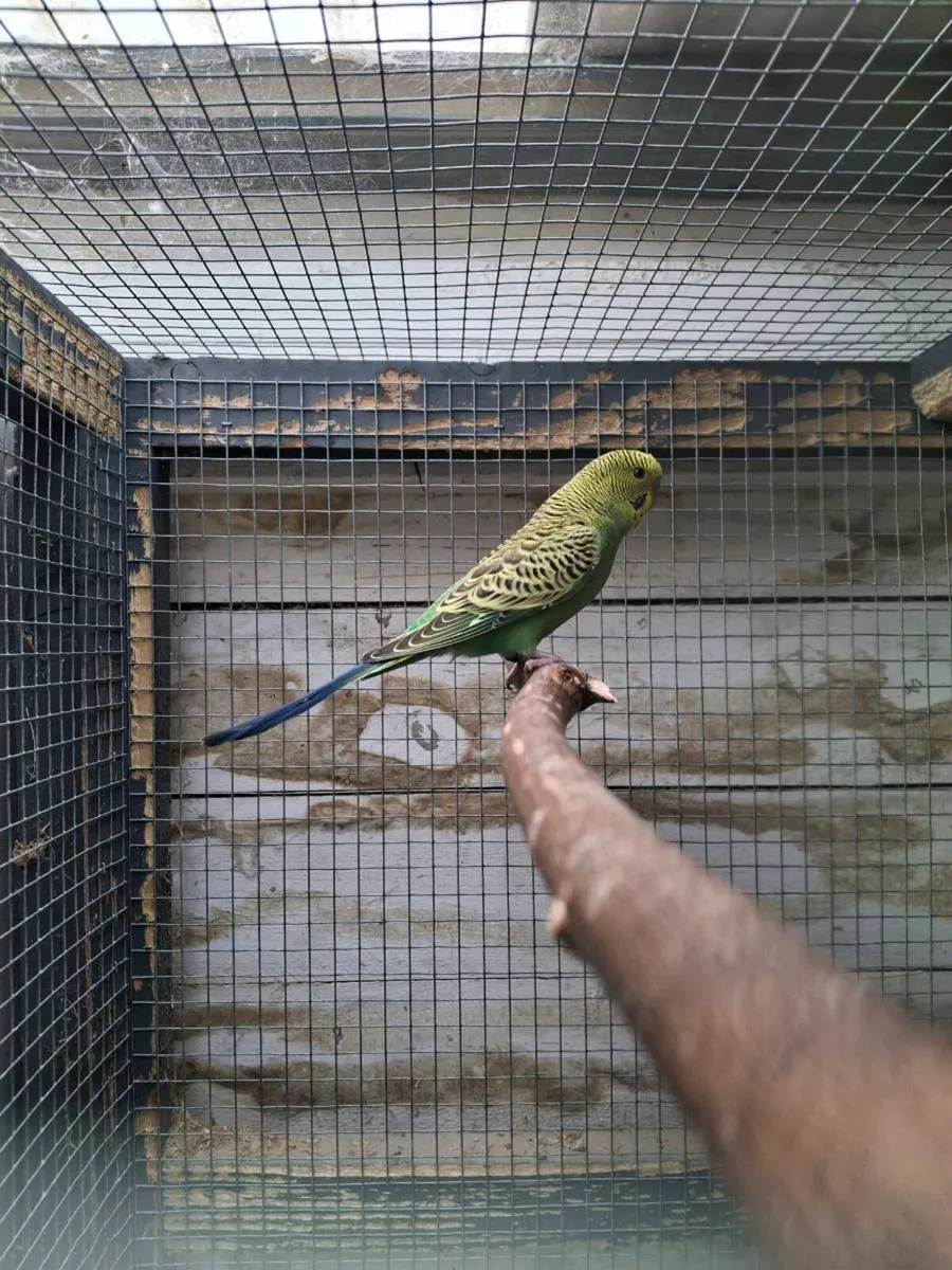 Budgies - Image 3
