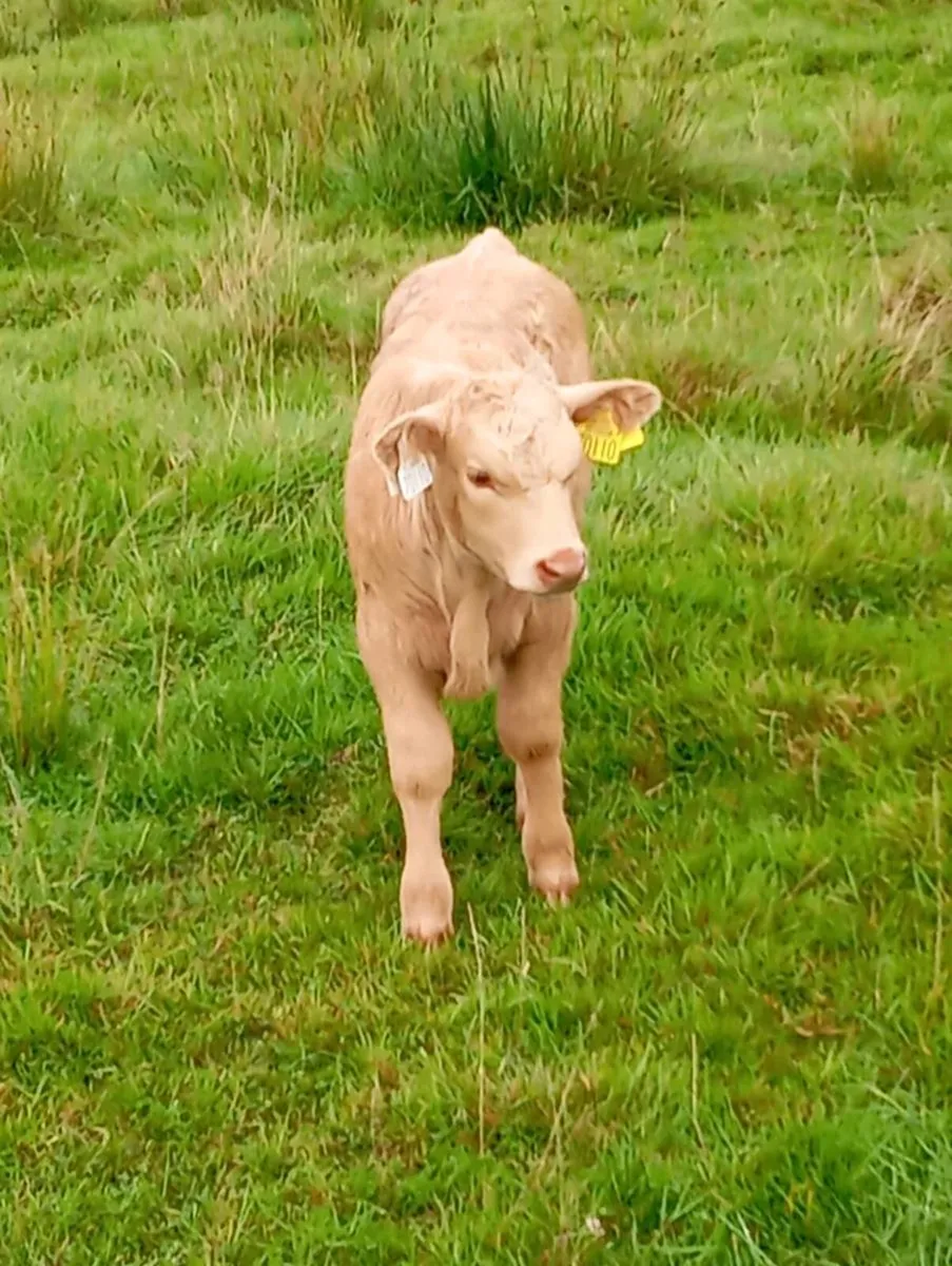 Heifer & Bull Calf - Image 3