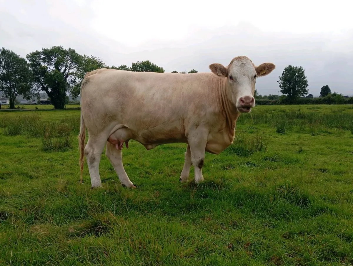 Heifer & Bull Calf - Image 2