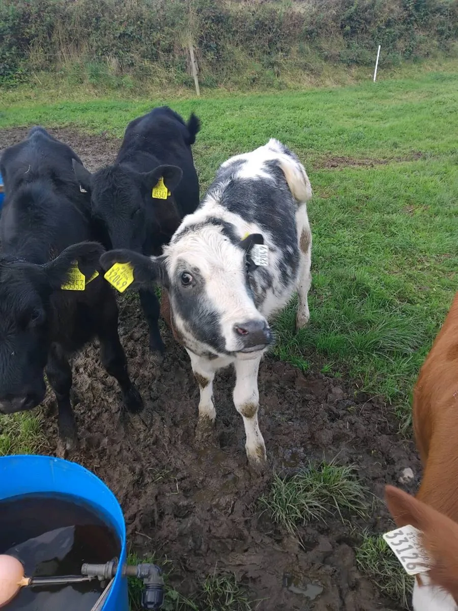 Pb shorthorn,  Angus,  blue - Image 2