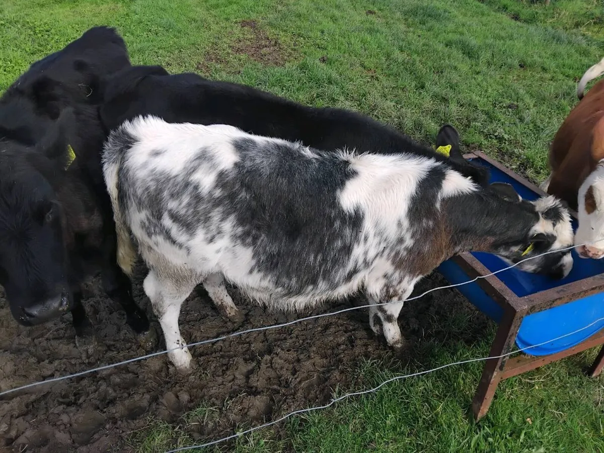 Pb shorthorn,  Angus,  blue - Image 3