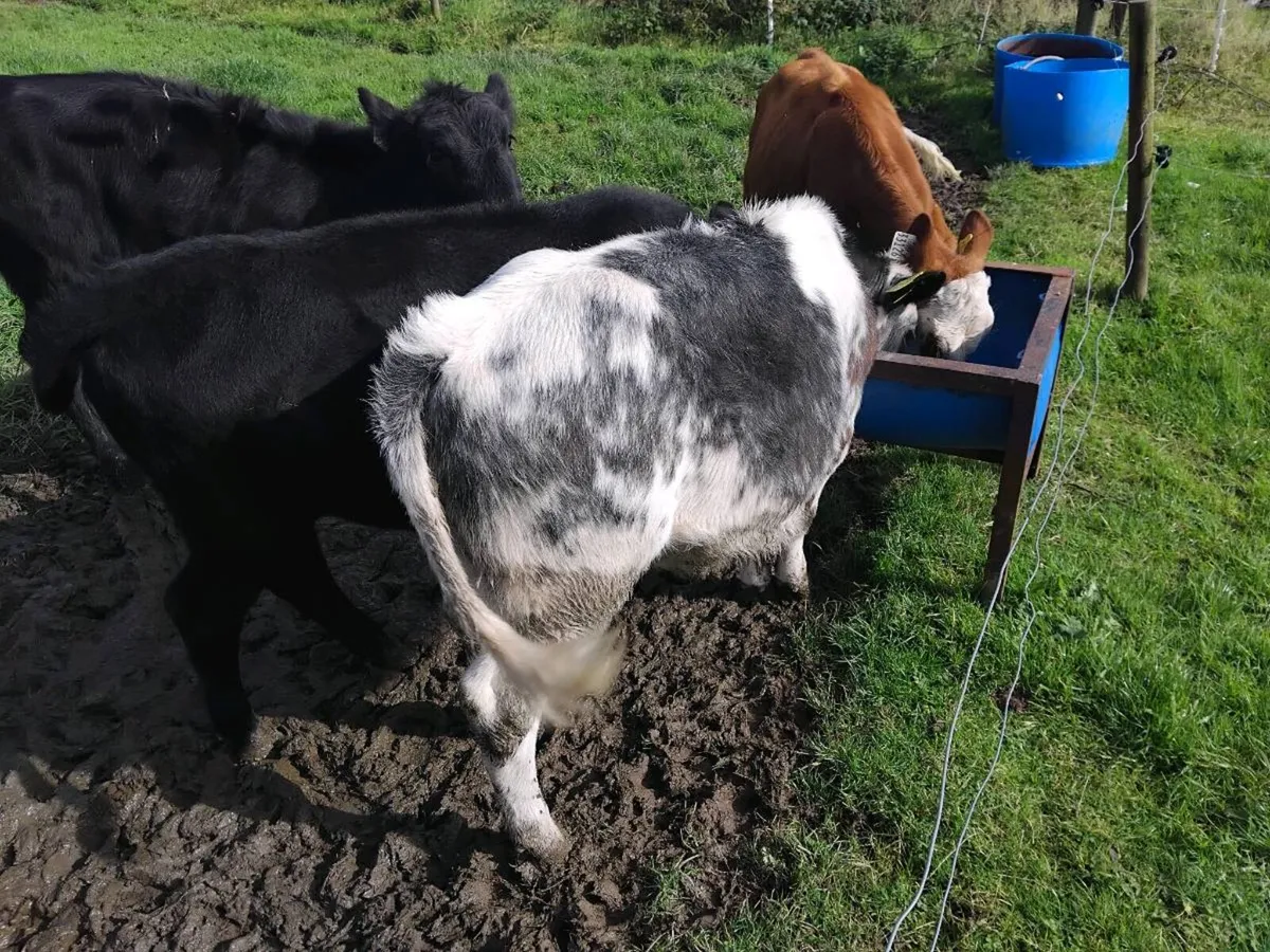 Pb shorthorn,  Angus,  blue - Image 4
