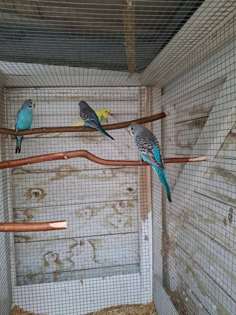 Budgies - Image 4