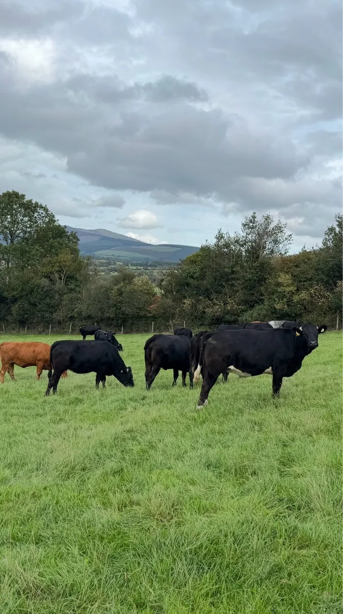 In Calf Heifers - Image 1