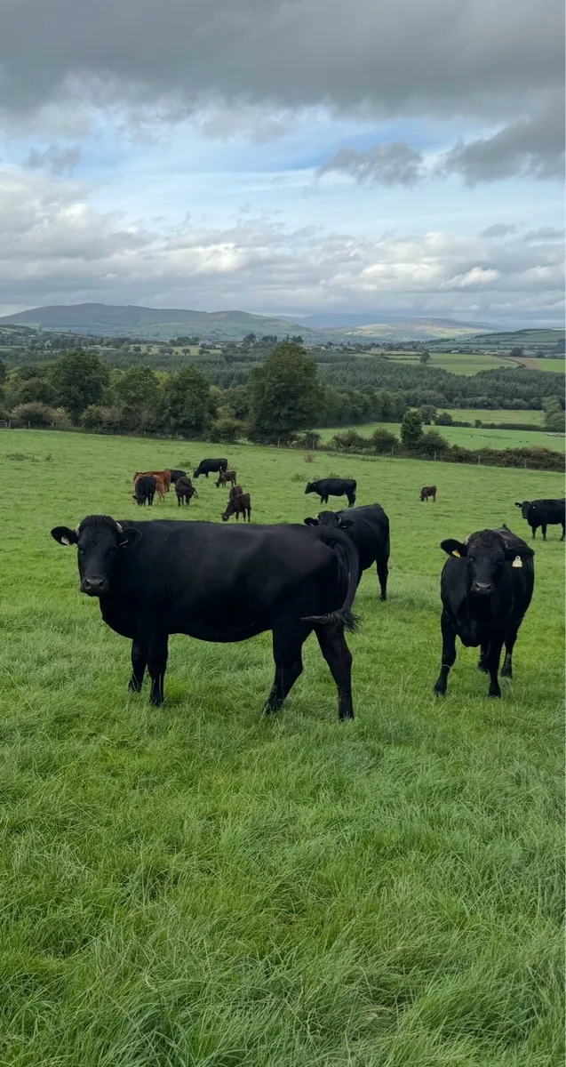 In Calf Heifers - Image 2