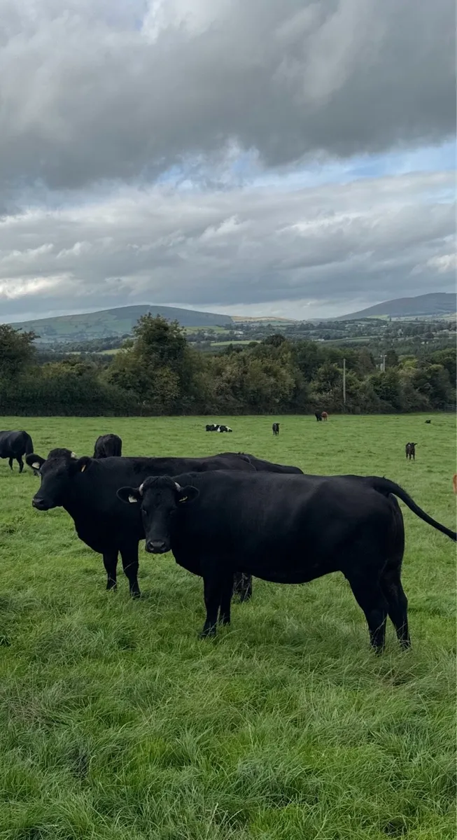 In Calf Heifers - Image 3