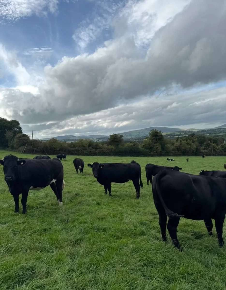 In Calf Heifers - Image 4