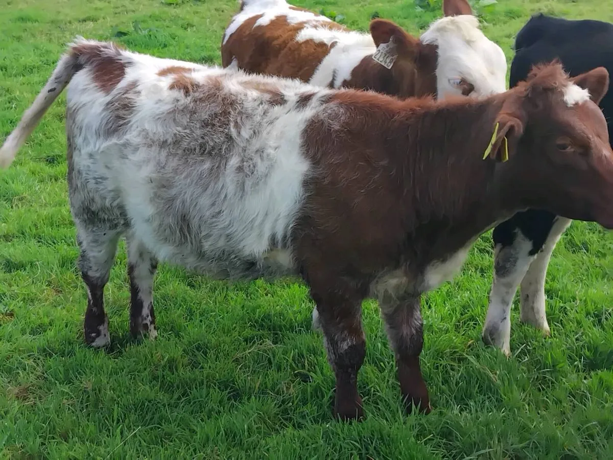 Pb shorthorn,  Angus,  blue - Image 2