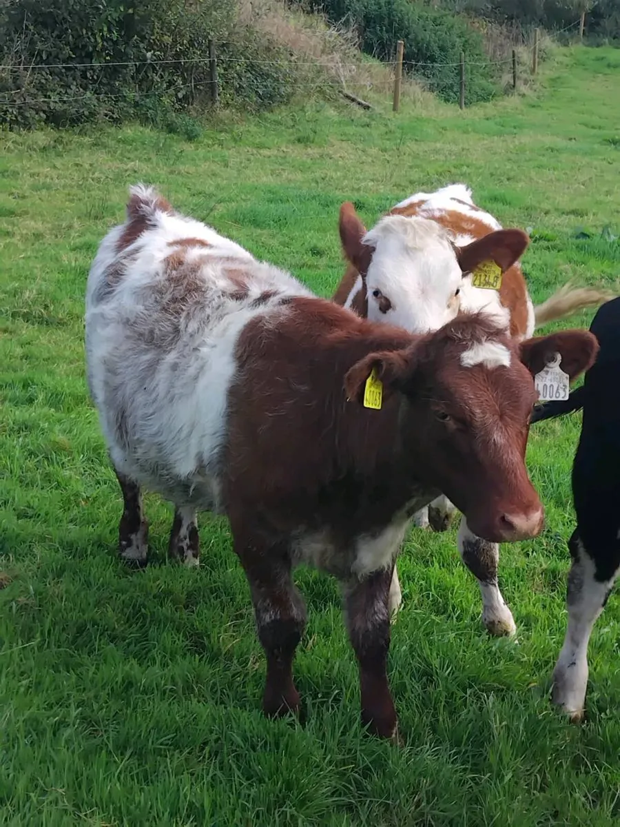 Pb shorthorn,  Angus,  blue - Image 1