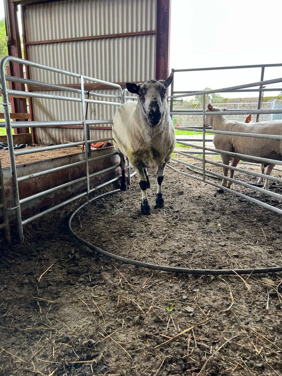 Organic Brockie Ram - Image 3
