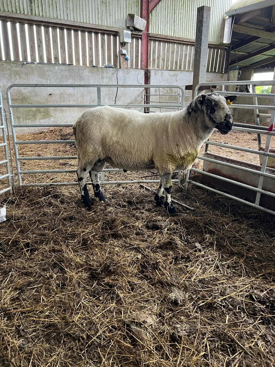 Organic Brockie Ram - Image 1