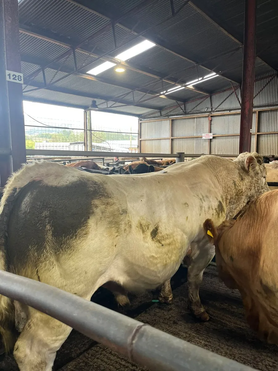 **Charolais Bull for sale in Dowra Mart today** - Image 1