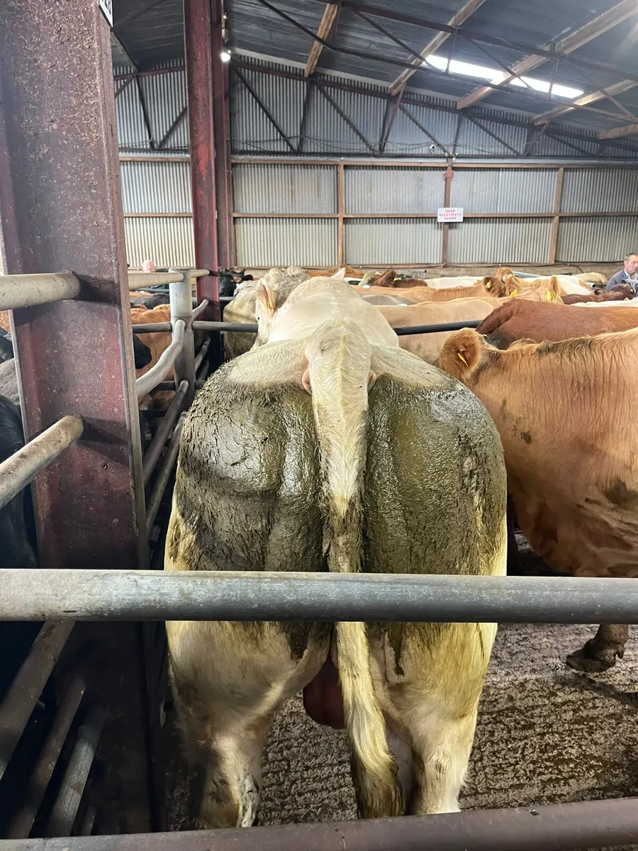 **Charolais Bull for sale in Dowra Mart today** - Image 2
