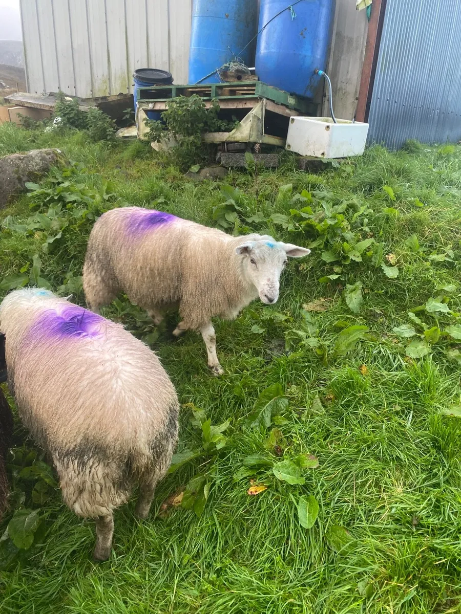 5 x bred ewe lambs - Image 3