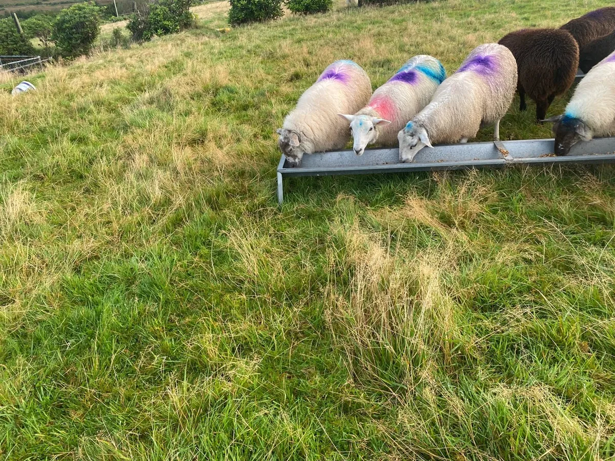 5 x bred ewe lambs - Image 1