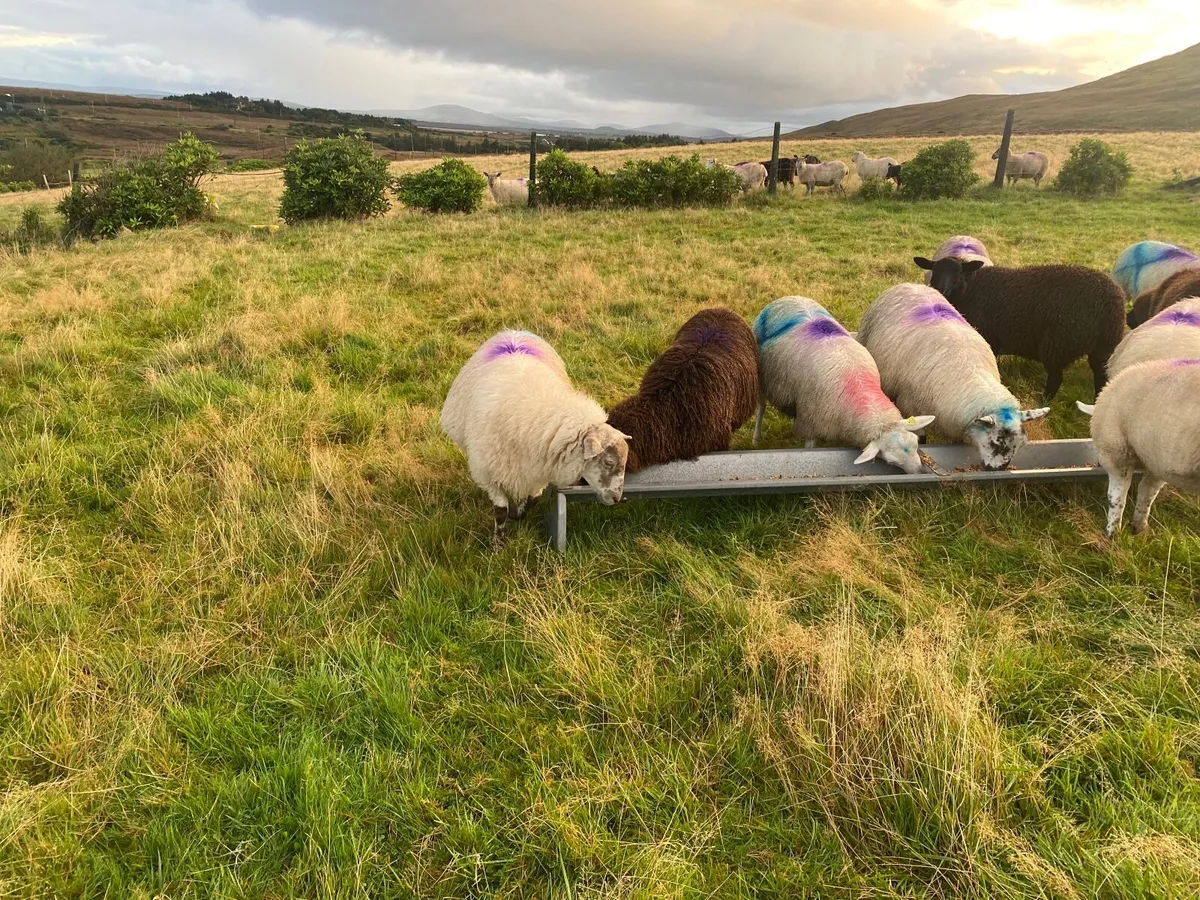 5 x bred ewe lambs - Image 2