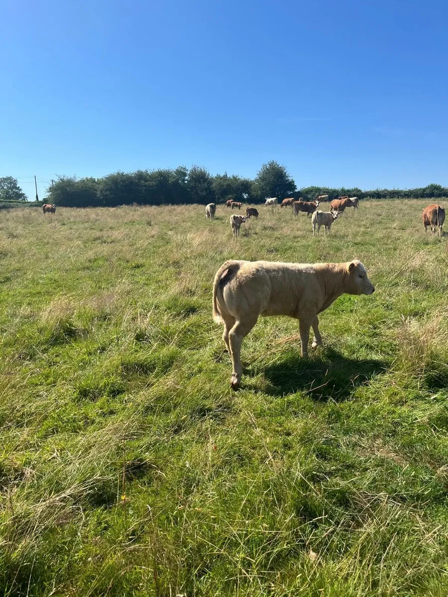 **Charolais Bull for sale in Dowra Mart today** - Image 3