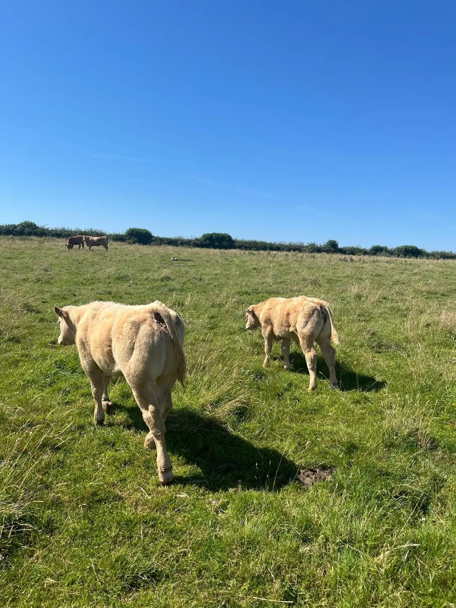 **Charolais Bull for sale in Dowra Mart today** - Image 4