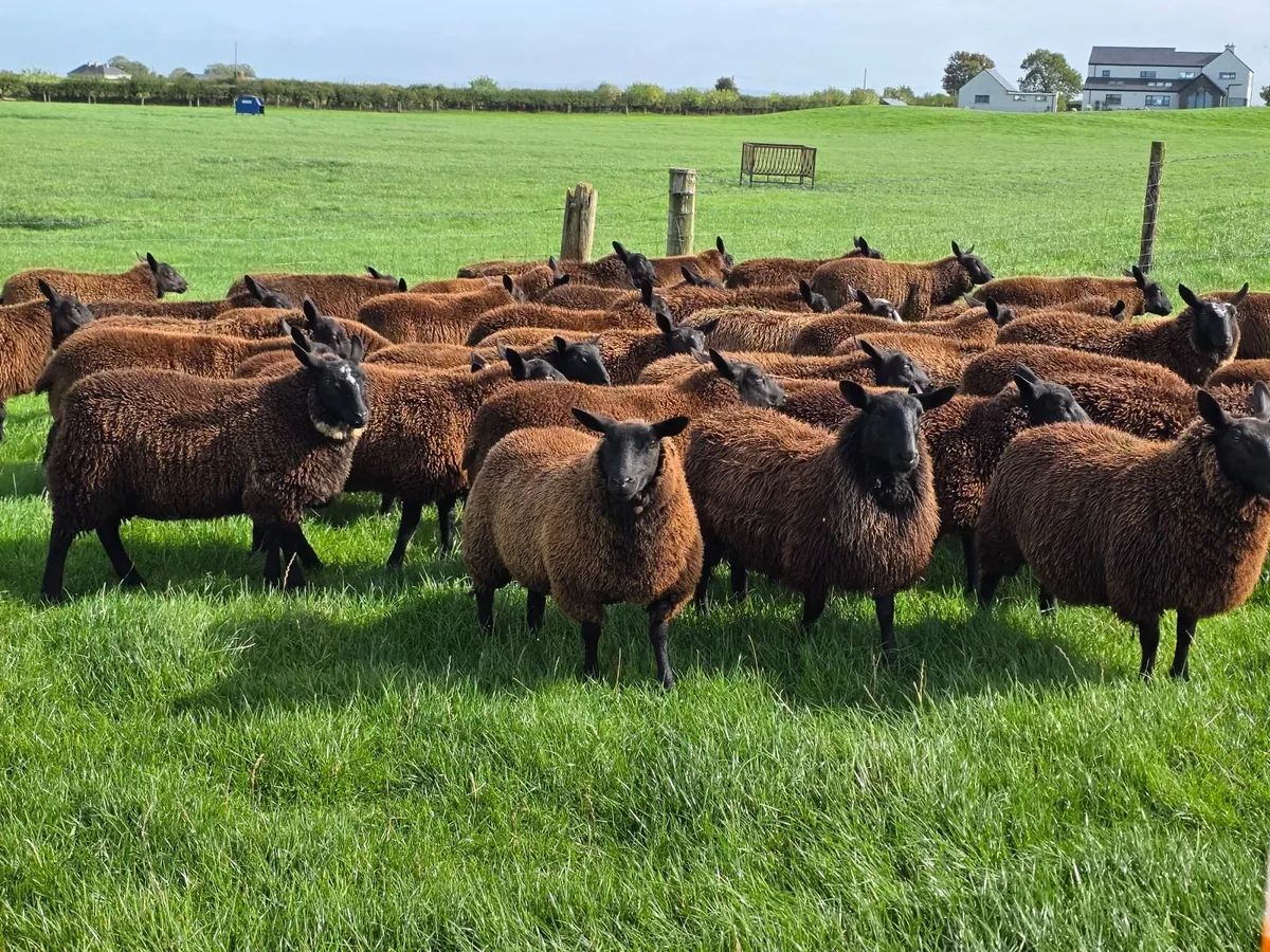 Ewe Lambs - Image 1