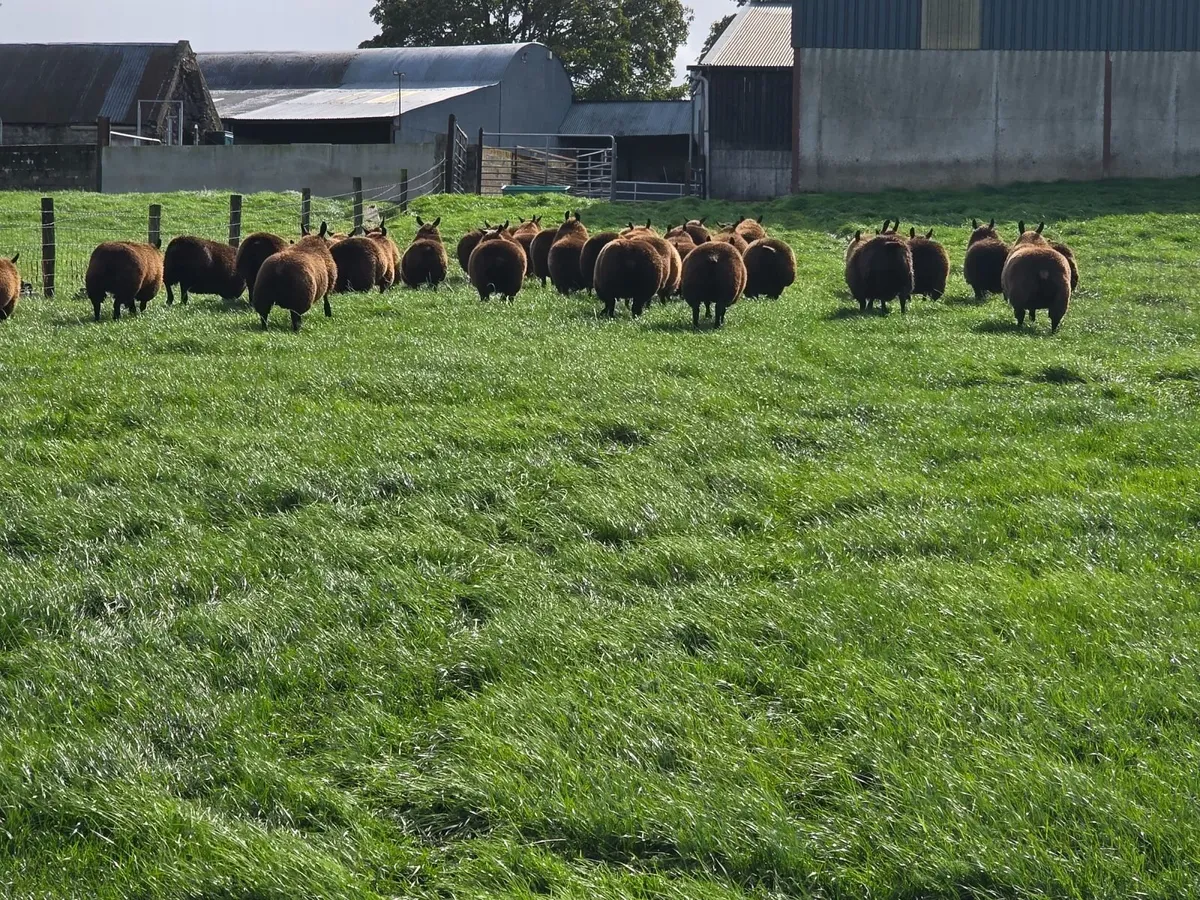 Ewe Lambs - Image 3