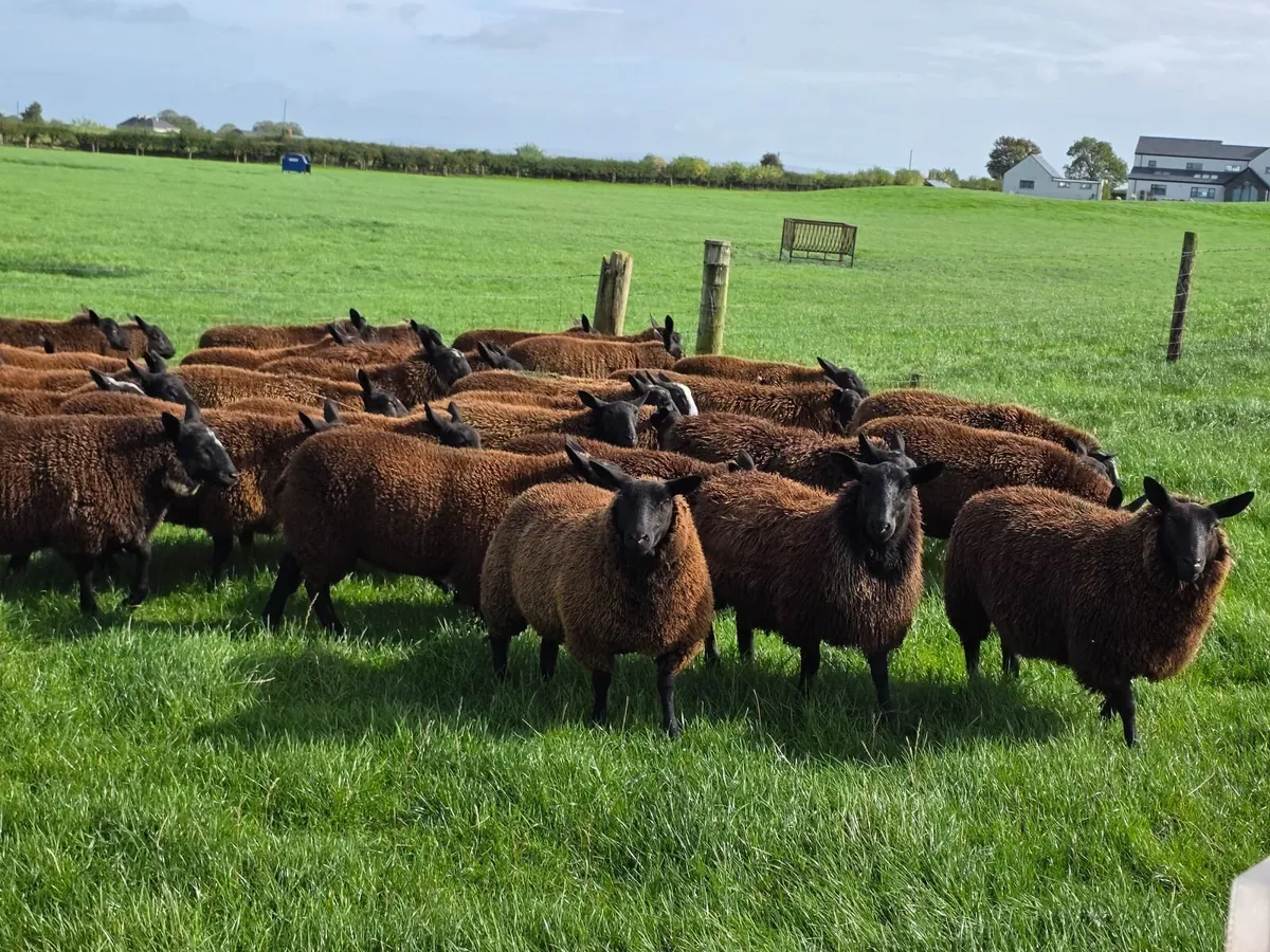 Ewe Lambs - Image 2