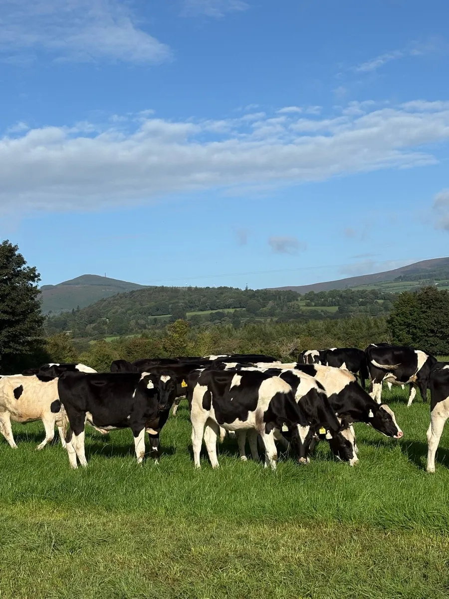 Fresian Heifers 2026 - Image 4