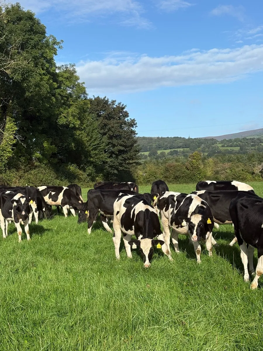 Fresian Heifers 2026 - Image 1