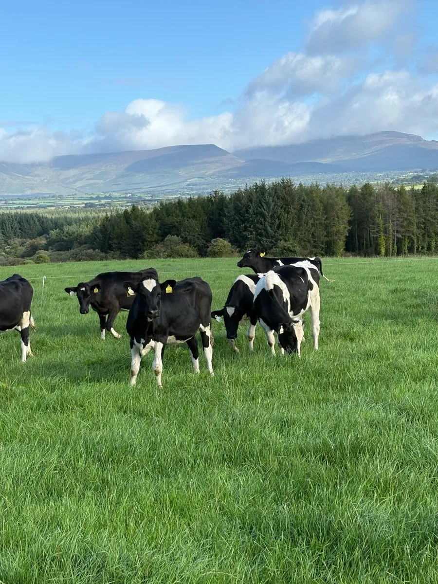 Fresian Heifers 2026 - Image 2