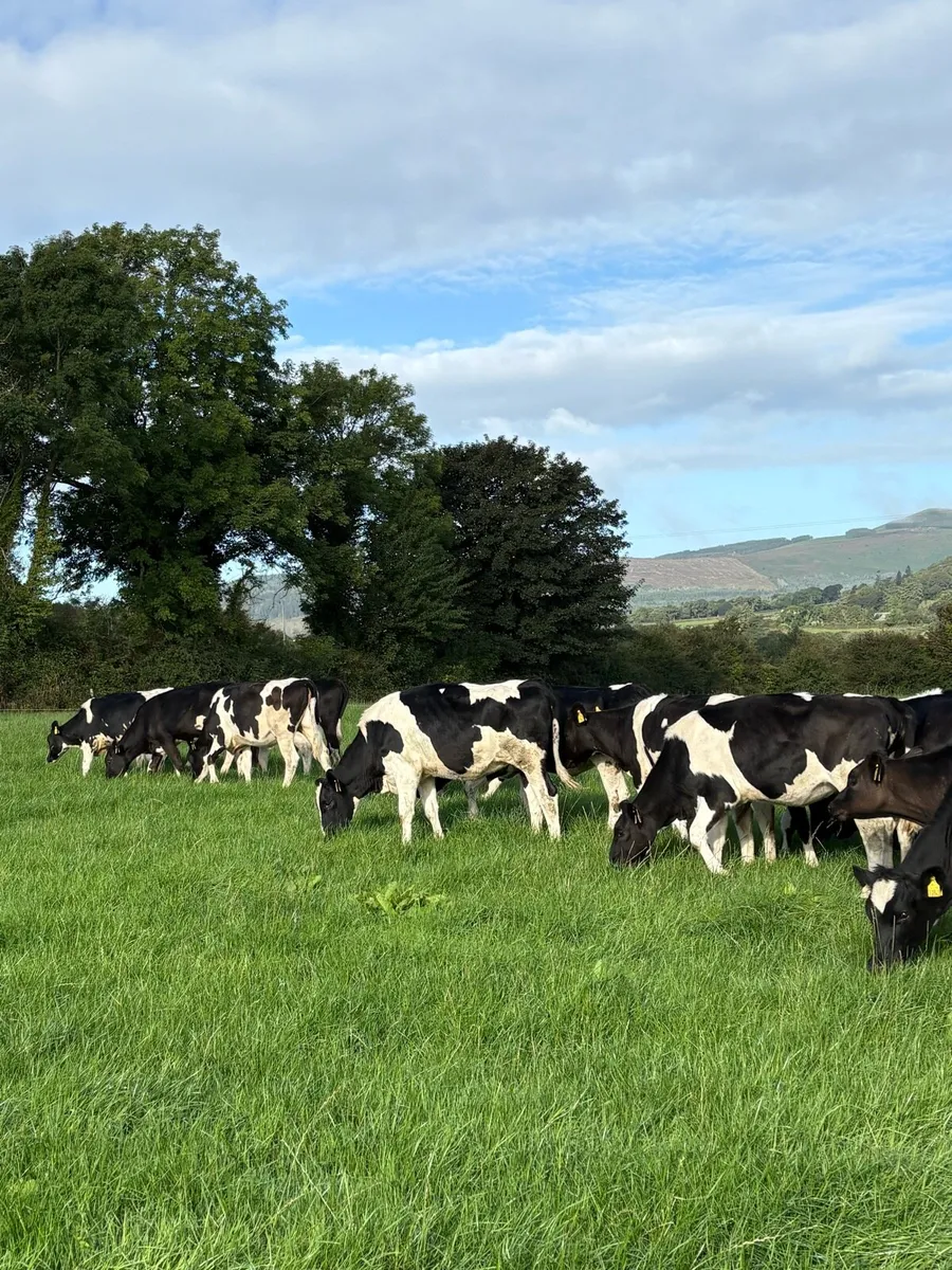 Fresian Heifers 2026 - Image 3