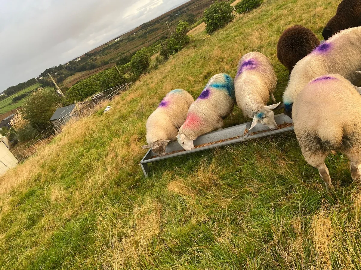 5 x bred ewe lambs - Image 4