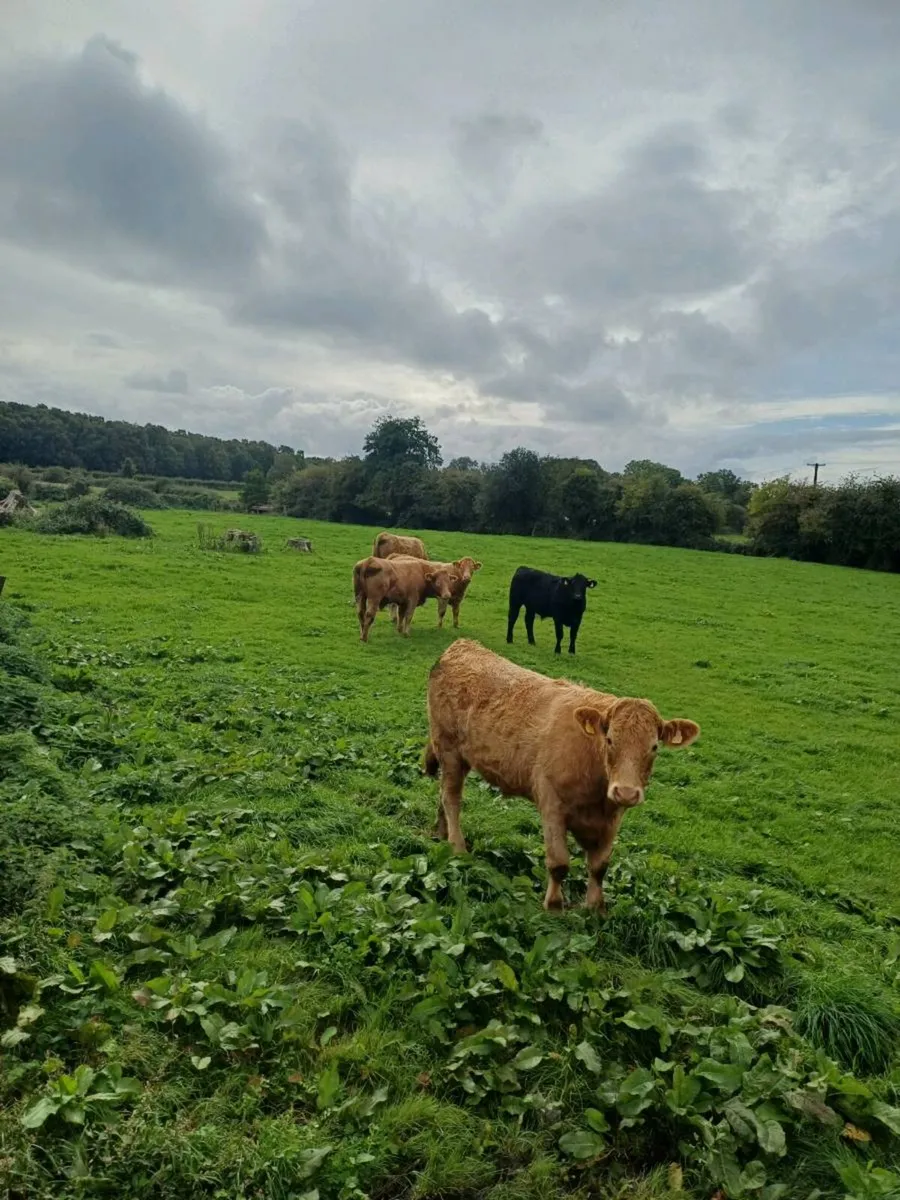 Cattle - Image 2