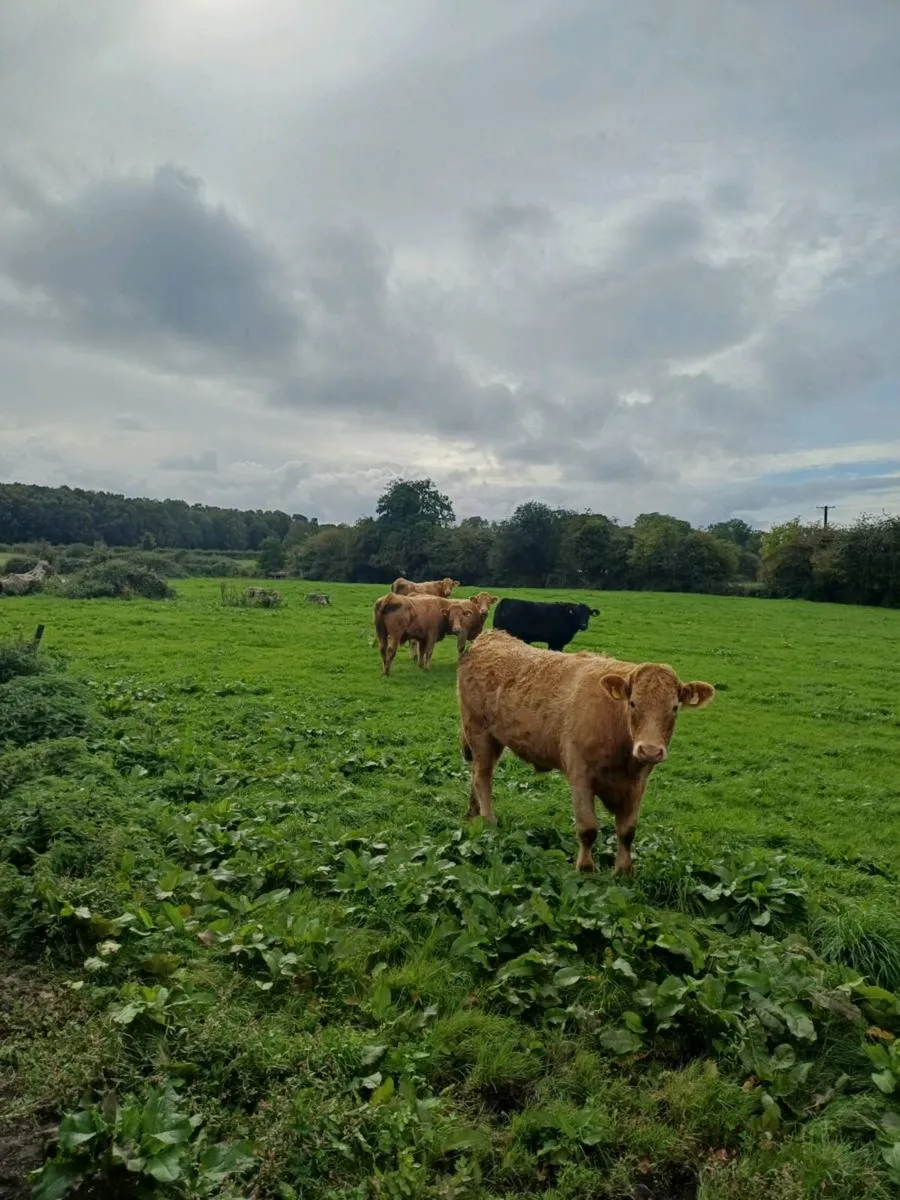 Cattle - Image 3