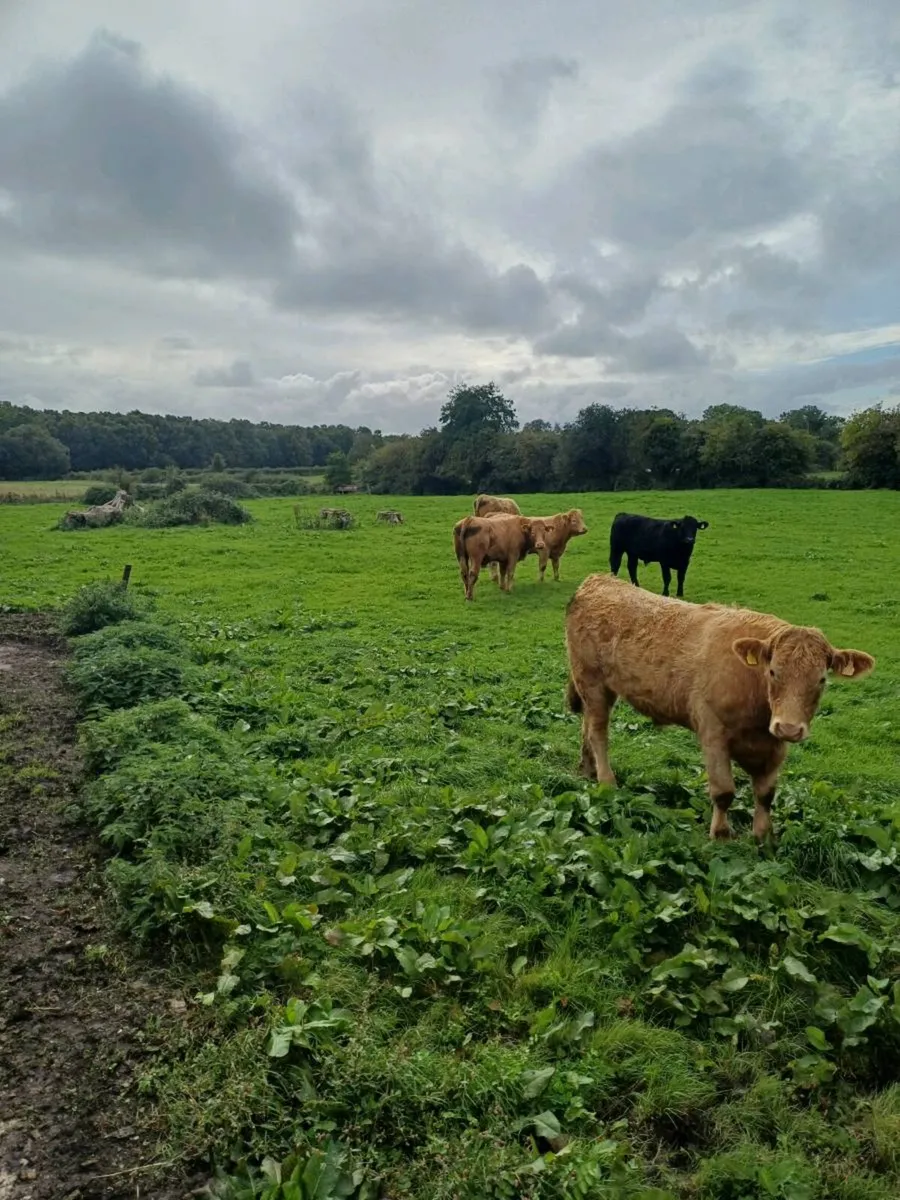Cattle - Image 1