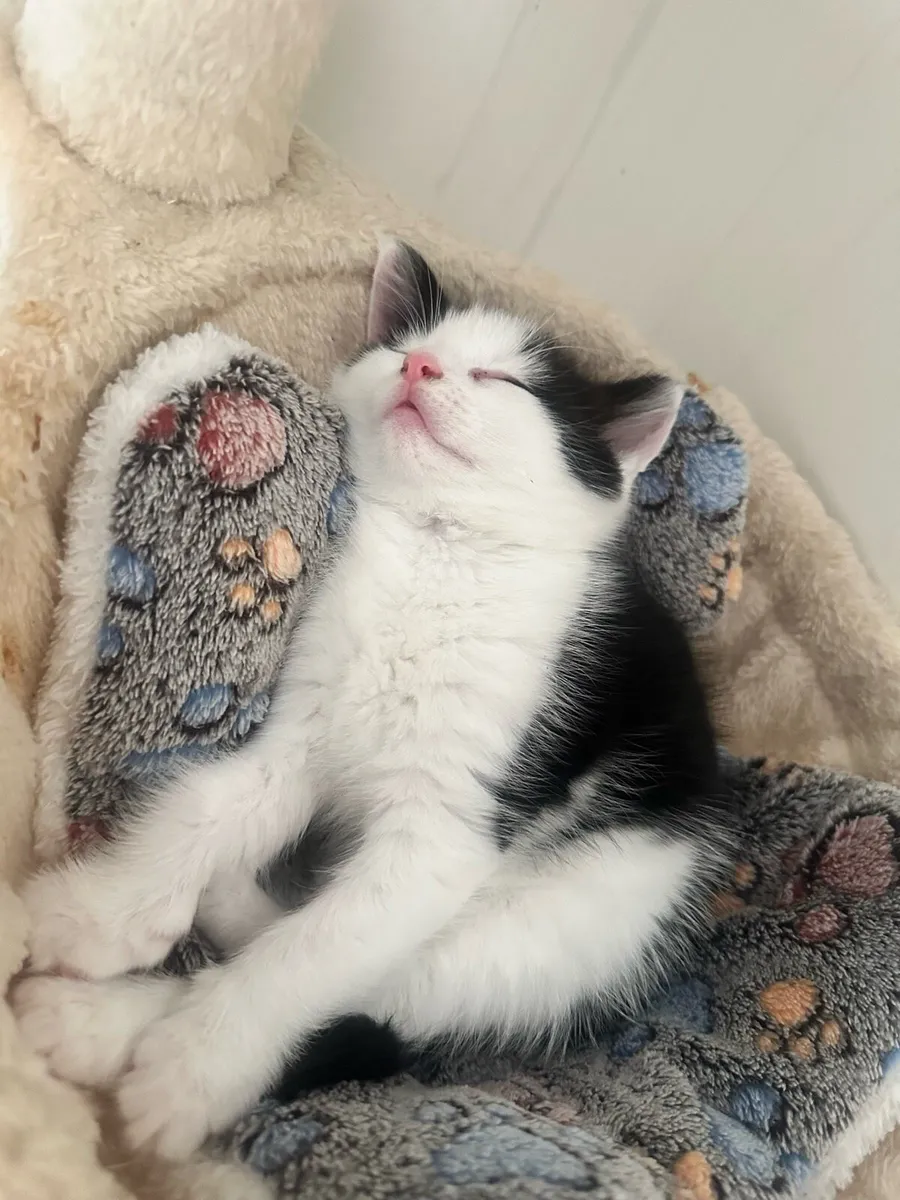 Kittens - Image 1