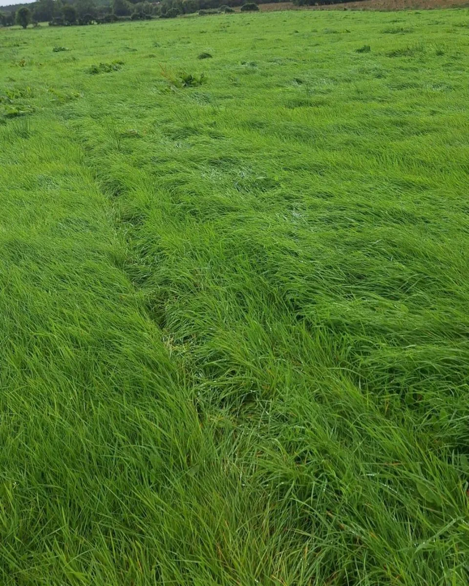 Bales of Silage for sale