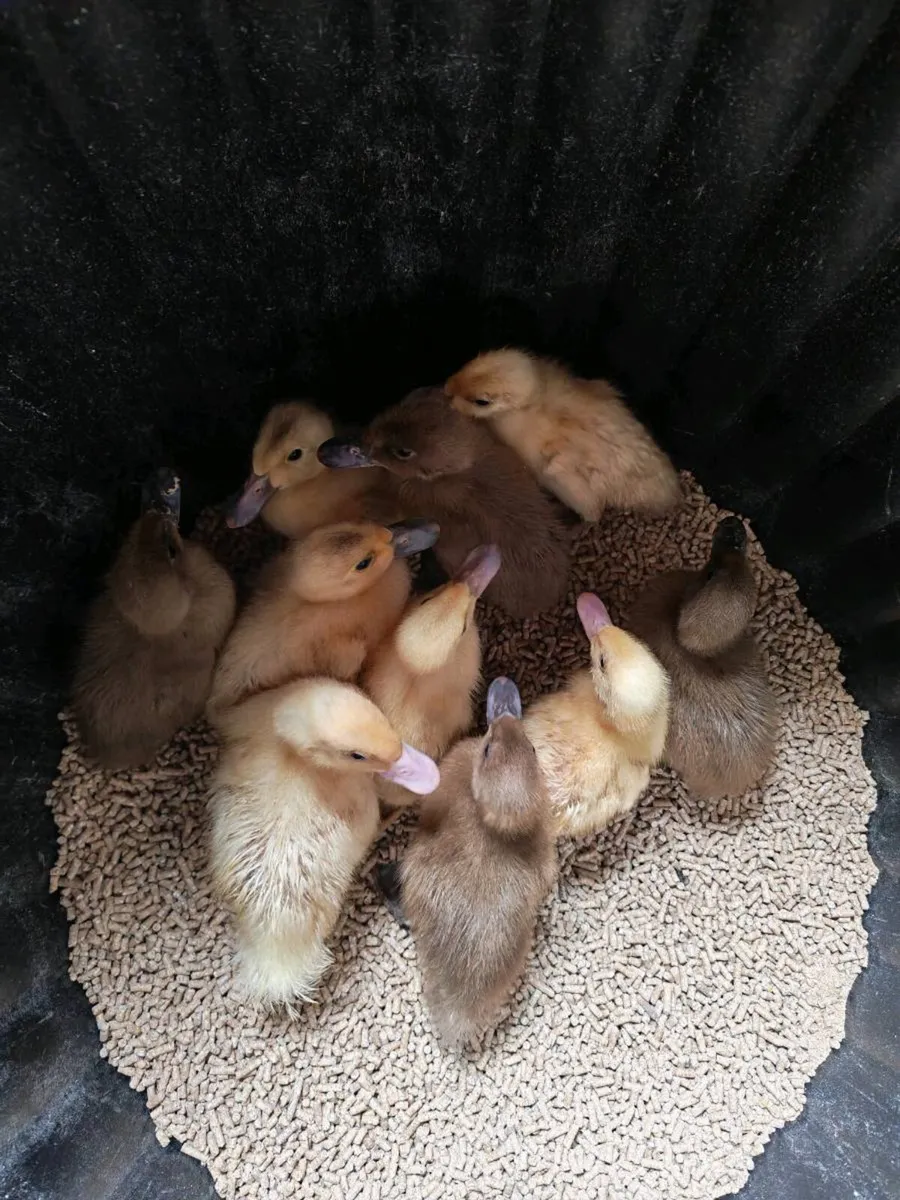 Poultry ducks and guinea fowl - Image 3