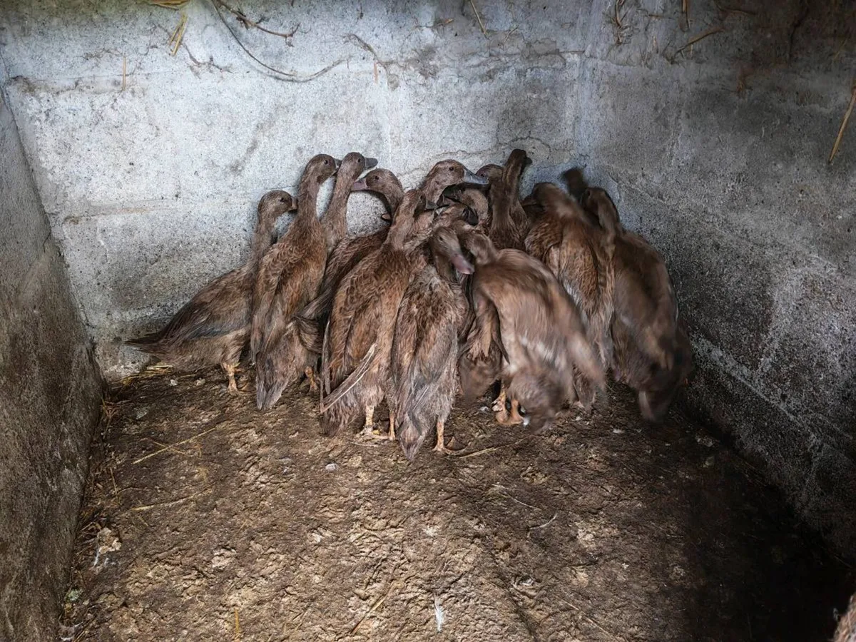 Poultry ducks and guinea fowl - Image 4