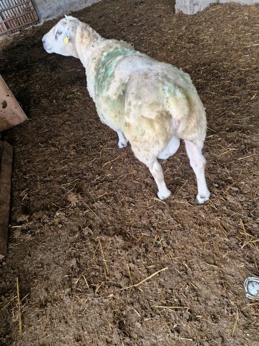 Sheep - Image 1