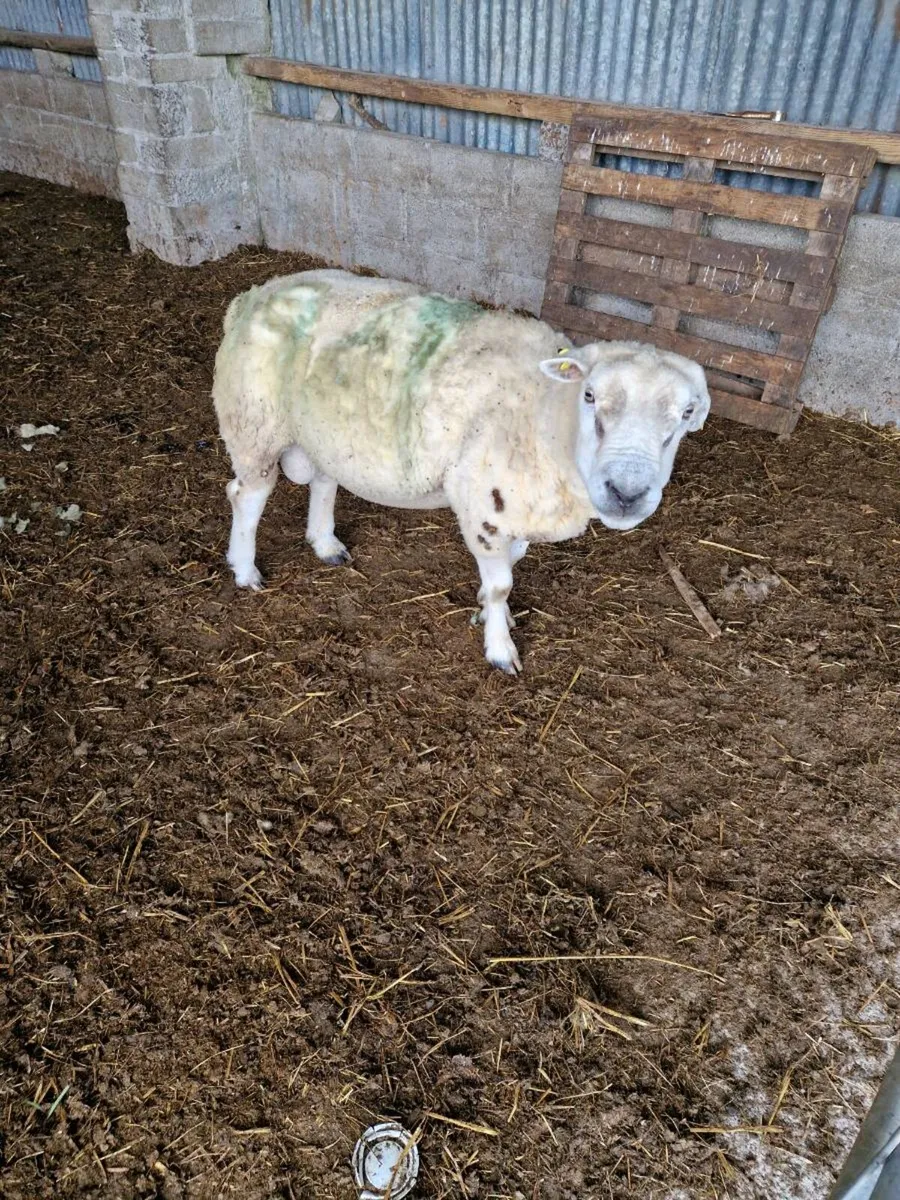 Sheep - Image 2