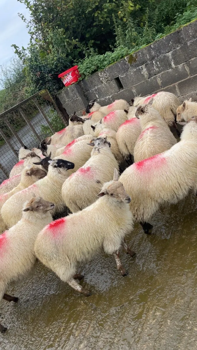 Ewe lambs - Image 1