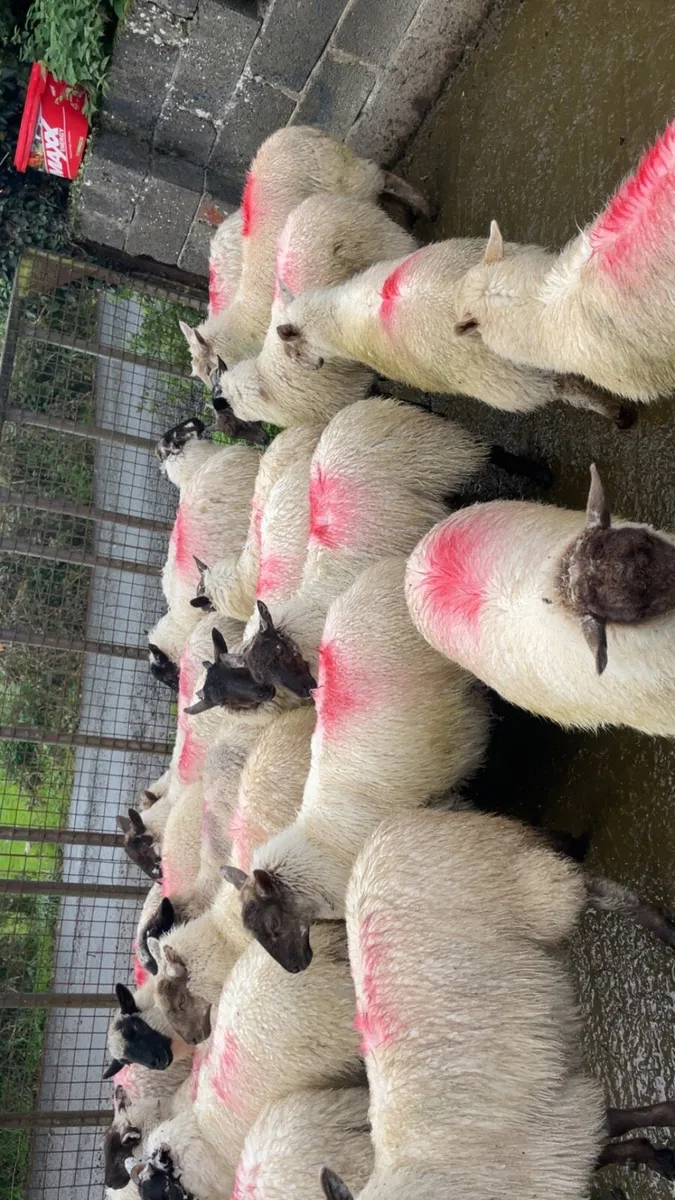 Ewe lambs - Image 2