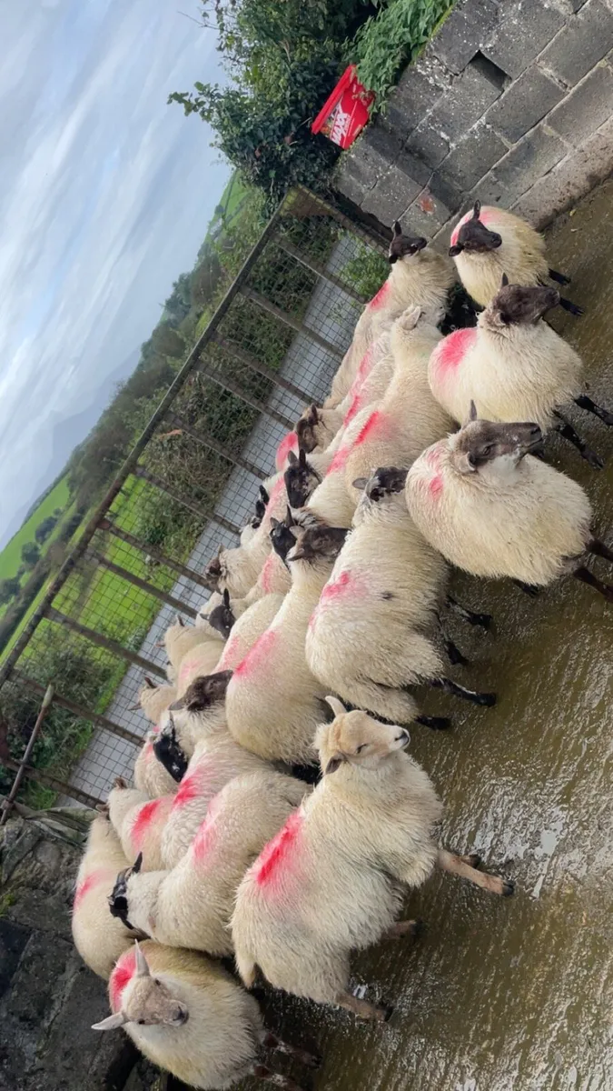 Ewe lambs - Image 3