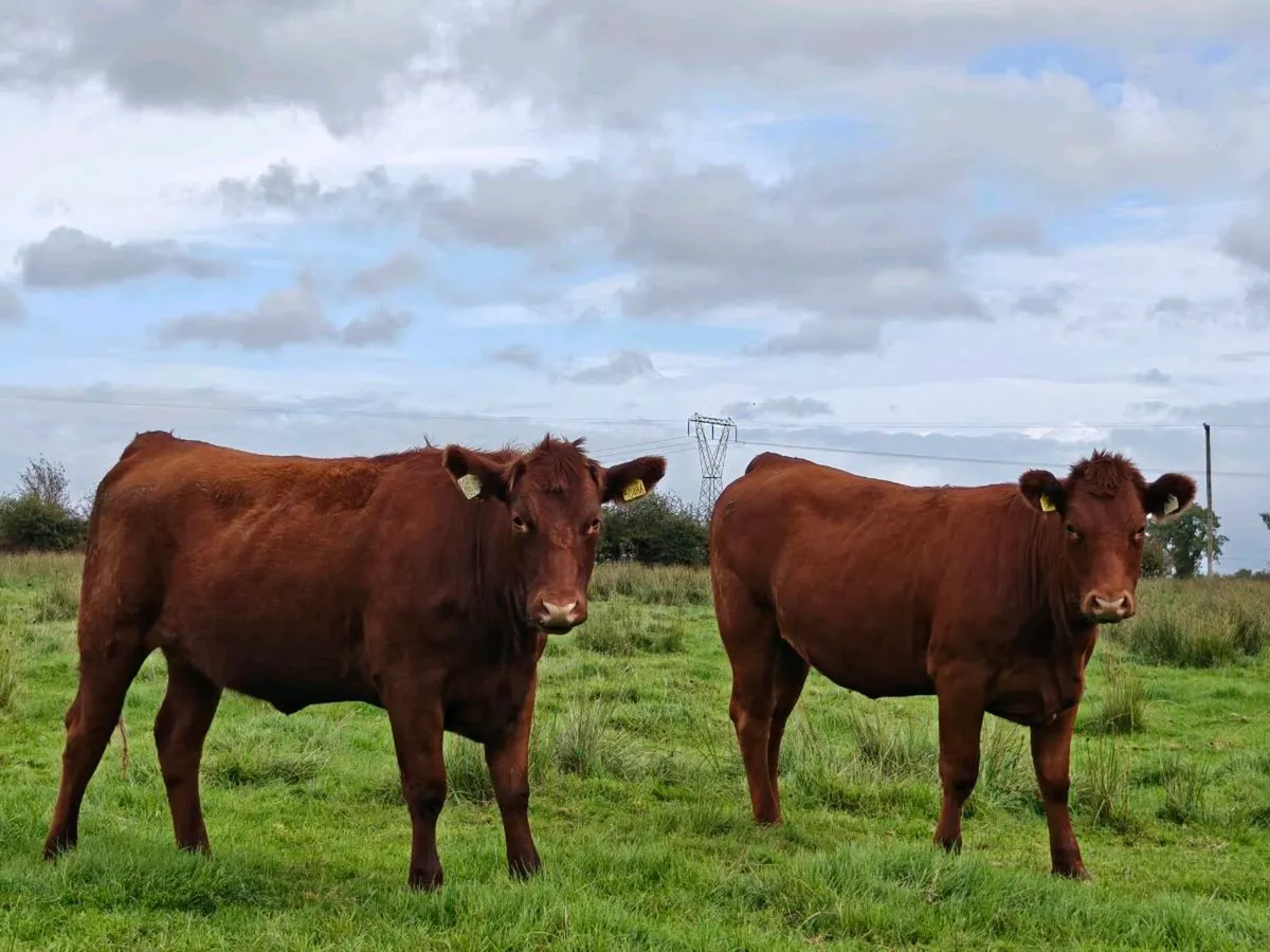 Smashing red Angus heifers - Image 2
