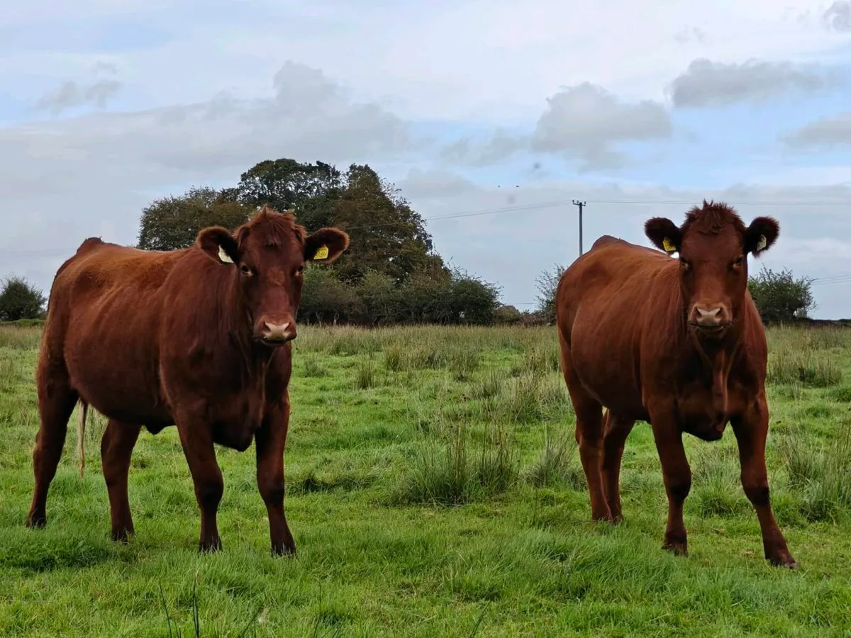Smashing red Angus heifers - Image 3