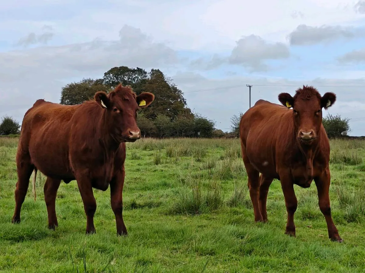 Smashing red Angus heifers - Image 4