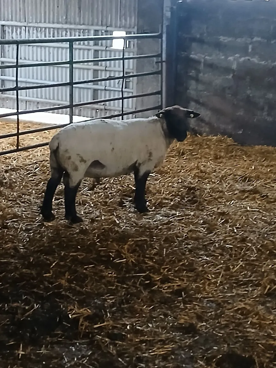 Texel nd suffolk rams - Image 1