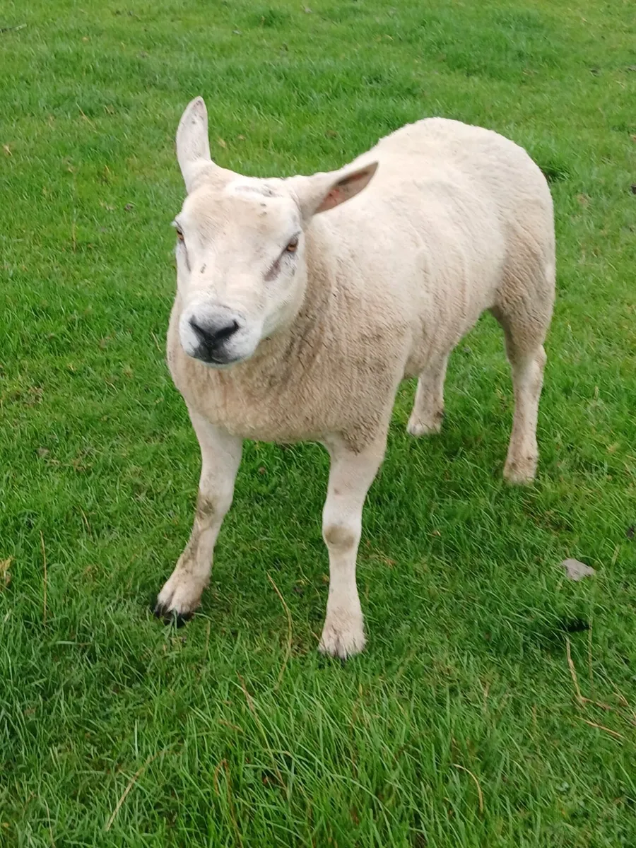 Texel nd suffolk rams - Image 2
