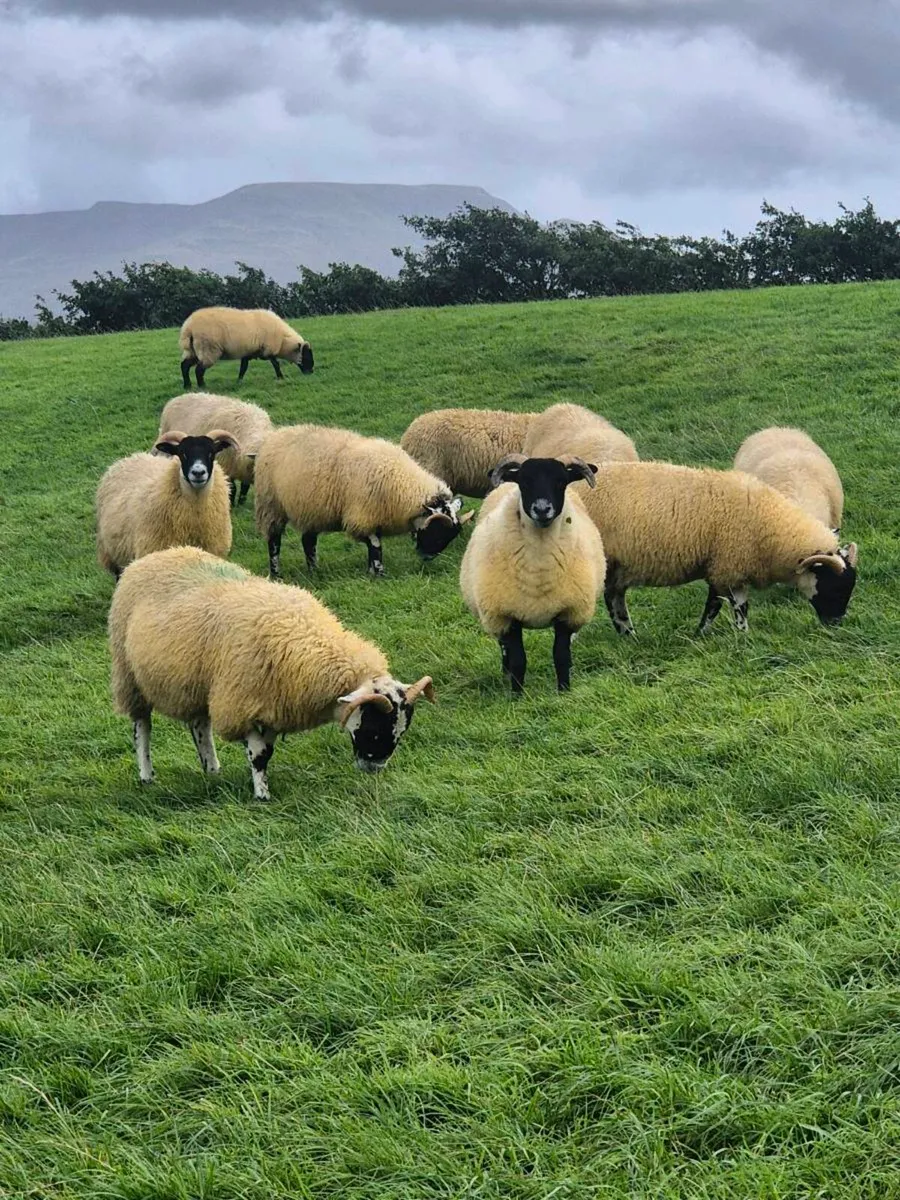 Lanark cross ewe lambs - Image 2