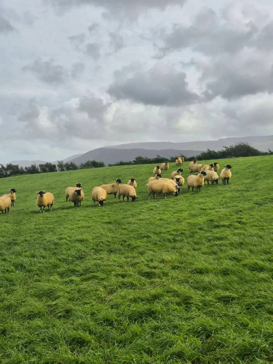 Lanark cross ewe lambs - Image 3